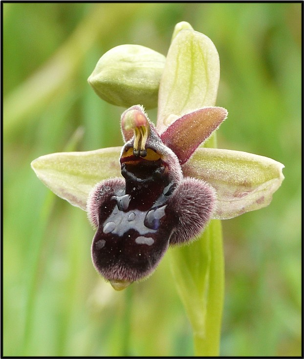 IBRIDO Ophrys bombyliflora x Ophrys bertoloniiformis